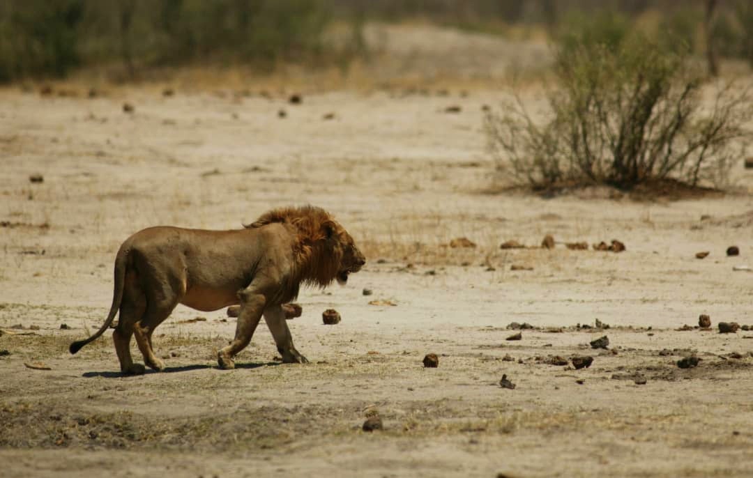 Hwange Overnight Safari
