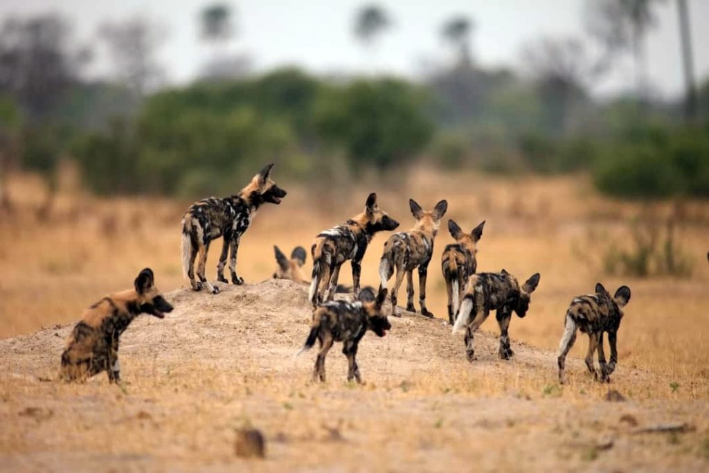 Hwange Walking Safari