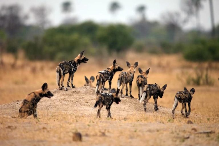 Hwange Walking Safari