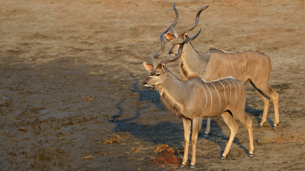 Heritage & Wildlife Private Tour