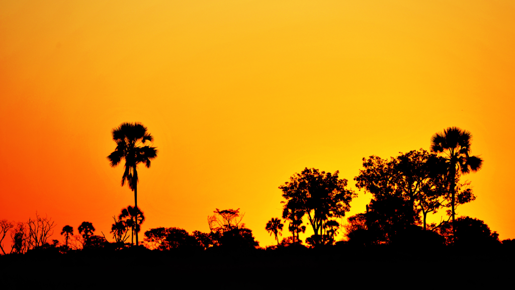 African sunset silhouette palm trees dusk Zimbabwe orange sky landscape safari