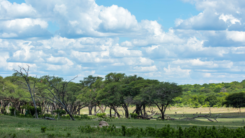 Zimbabwe Walking Safari