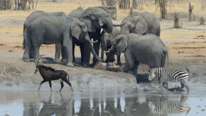 Hwange Full-Day Safari