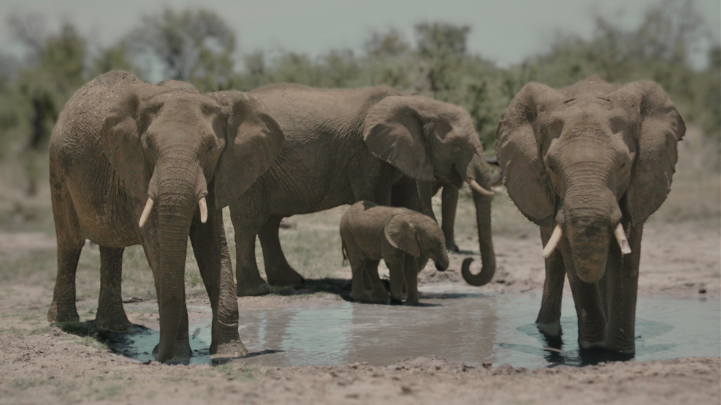 Multi-Generational Zimbabwe