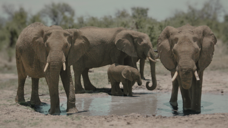 Multi-Generational Zimbabwe