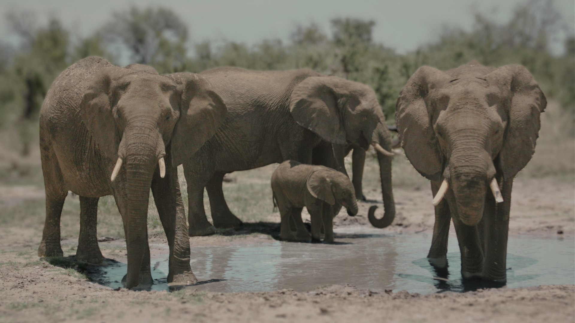 Multi-Generational Zimbabwe