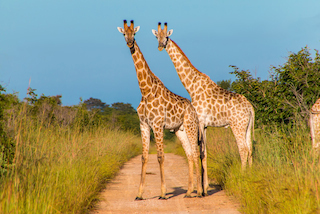 Zimbabwe & Botswana Explorer