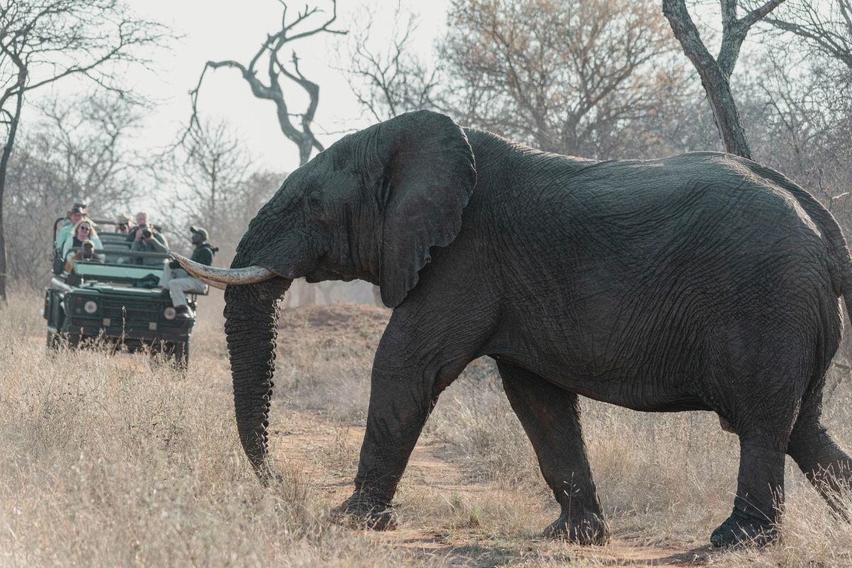 Hwange Experiential Safari & Victoria Falls