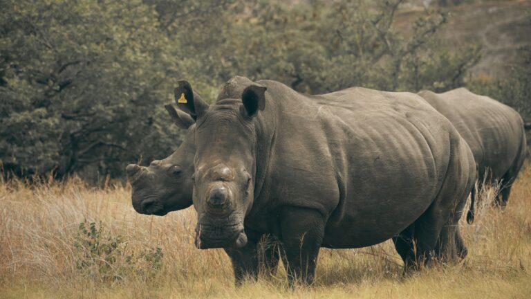 Matobo: White Rhino on Foot and Rock Art