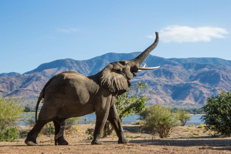 Day 8: Mana Pools