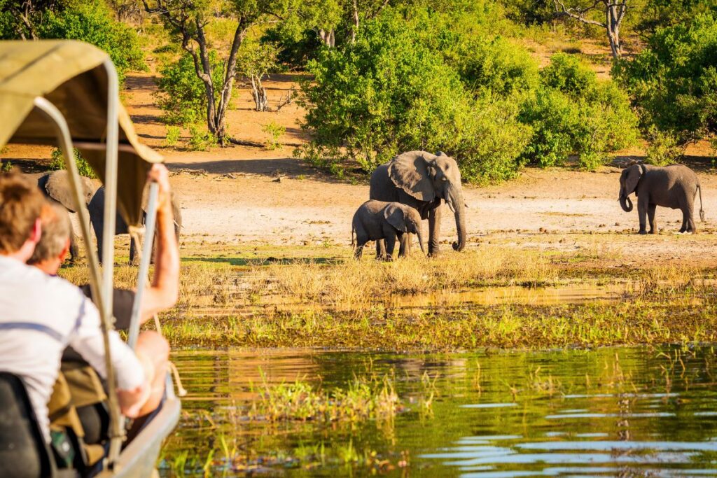 Tourists close encounter elephants Mana Pools walking safari Zimbabwe