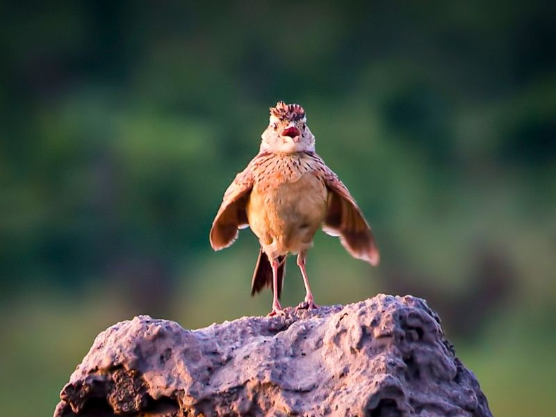 How to Choose a Zimbabwe Safari Operator: The Questions That Matter