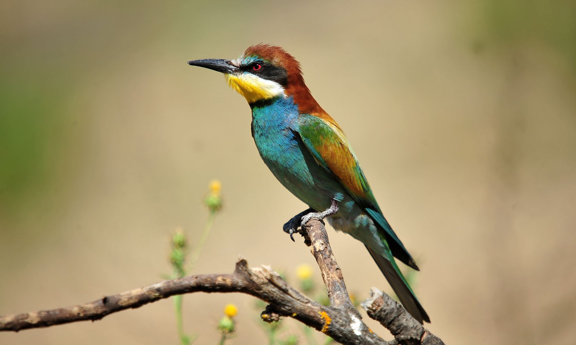 Birding Paradise