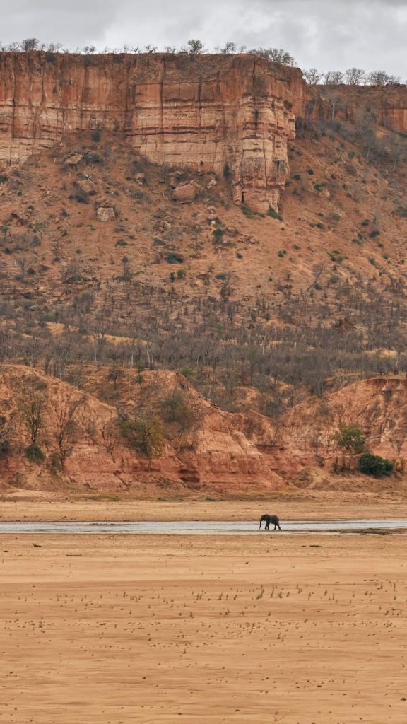 Elephants moving beneath a stand of baobab trees