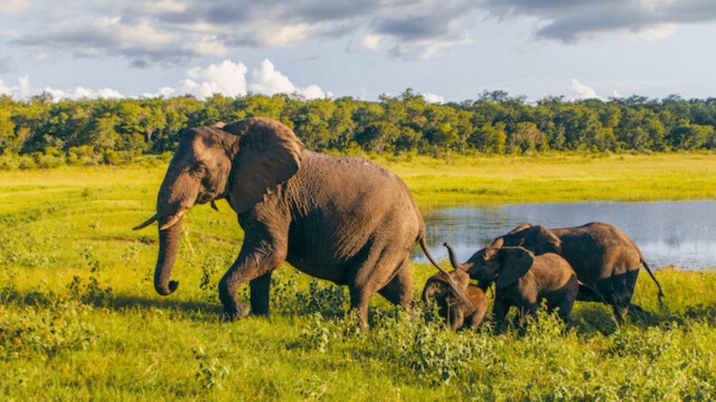 Hwange National Park Zimbabwe elephants African savanna wildlife safari