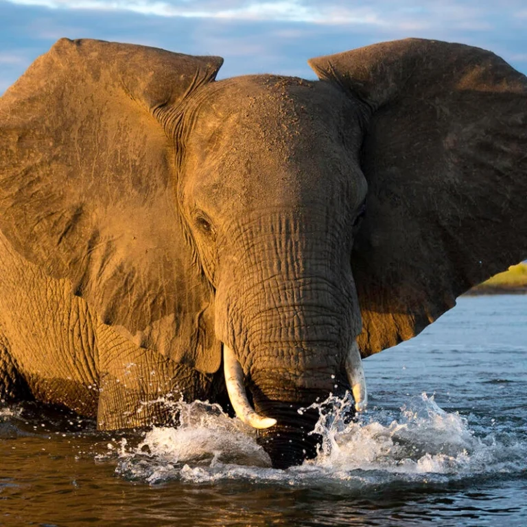 Elephant crossing the river, Mana Pools