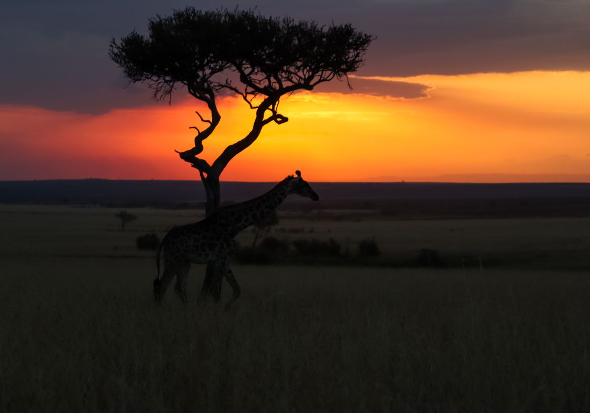 Zambezi Night Drive