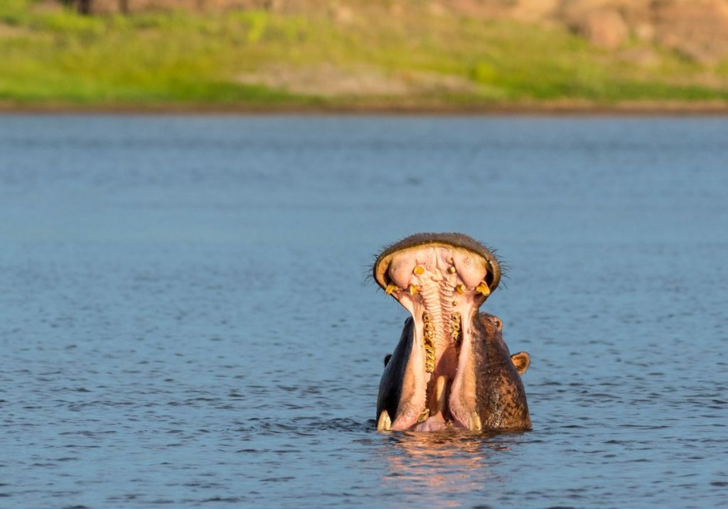 Lake Kariba: Hippo yawning