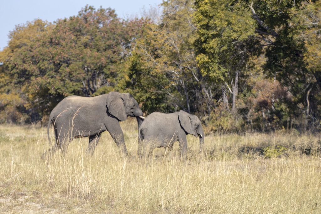 Elephants in golden woodland, Hwange National Park