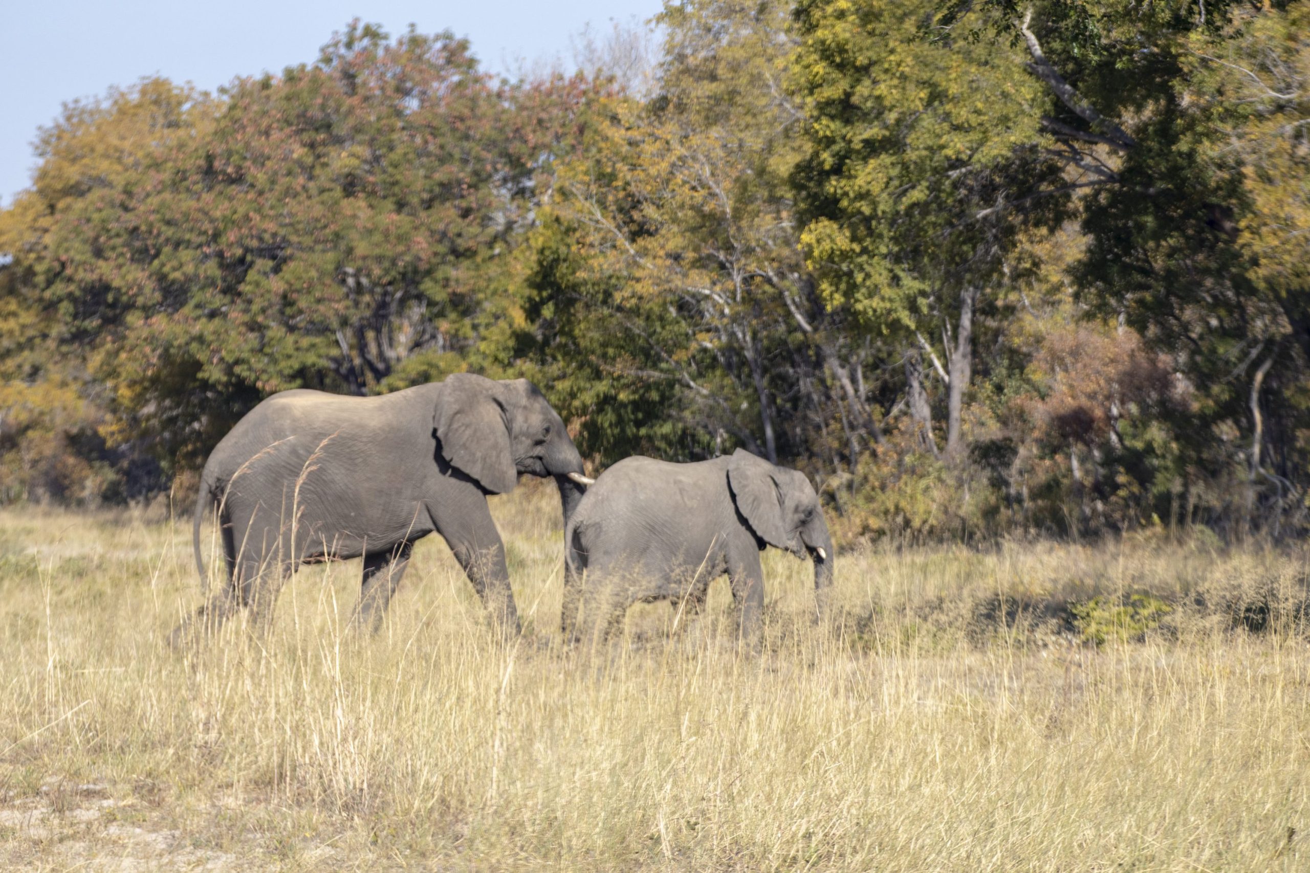Hwange National Park — Elephants in the golden woodland.