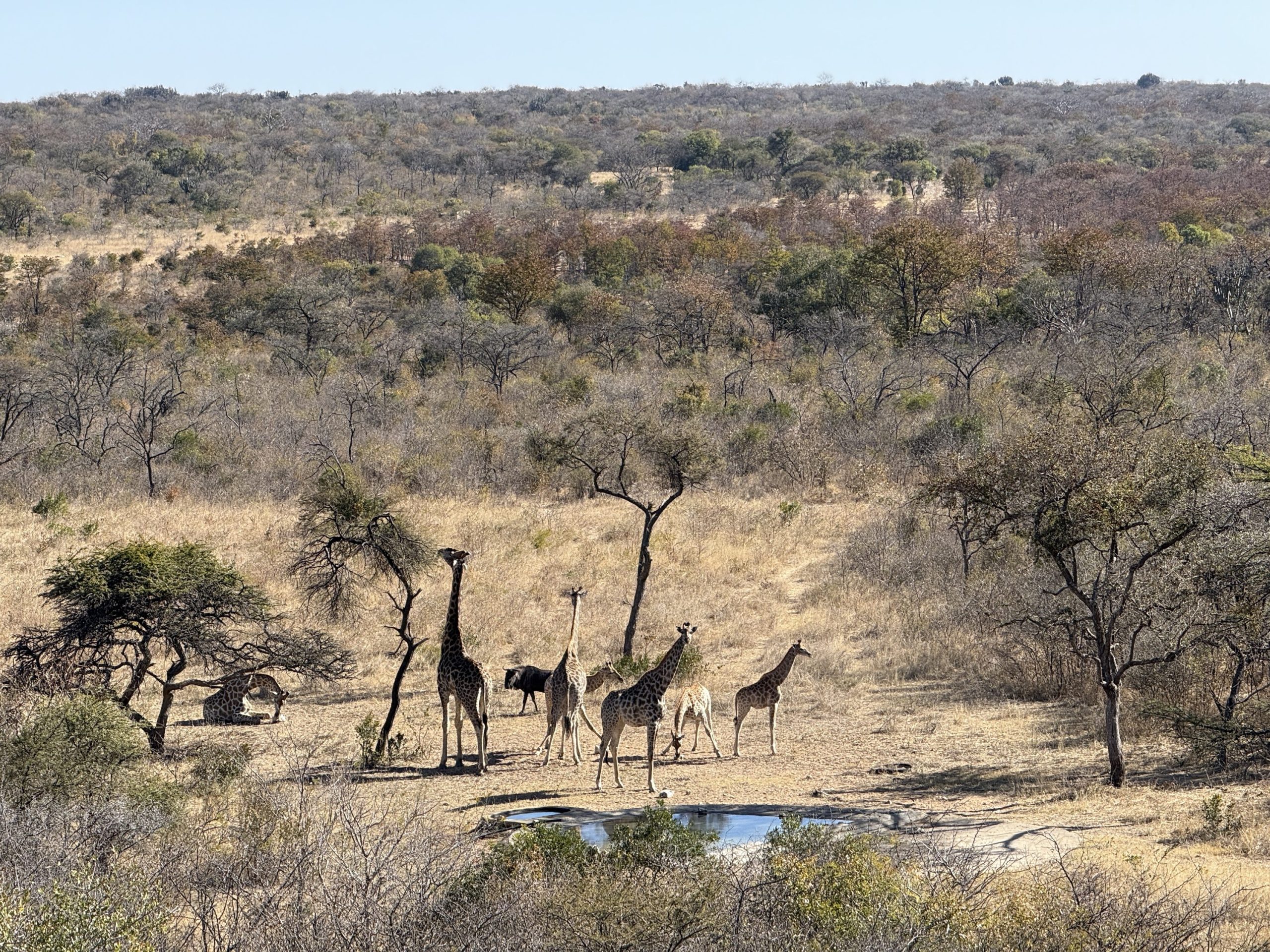 Khami Wildlife Sanctuary — Giraffe and zebra at the waterhole.