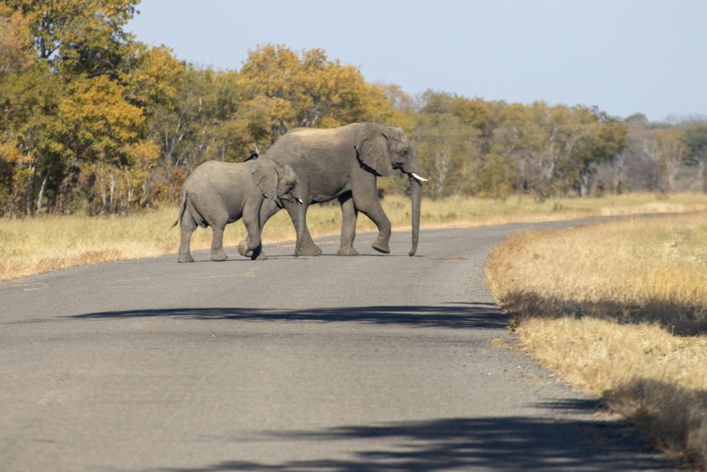 Elephants crossing the road in Hwange National Park