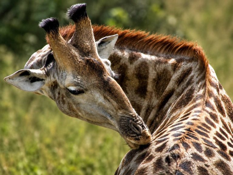 Khami Ruins & Khami Private Wilderness Escape