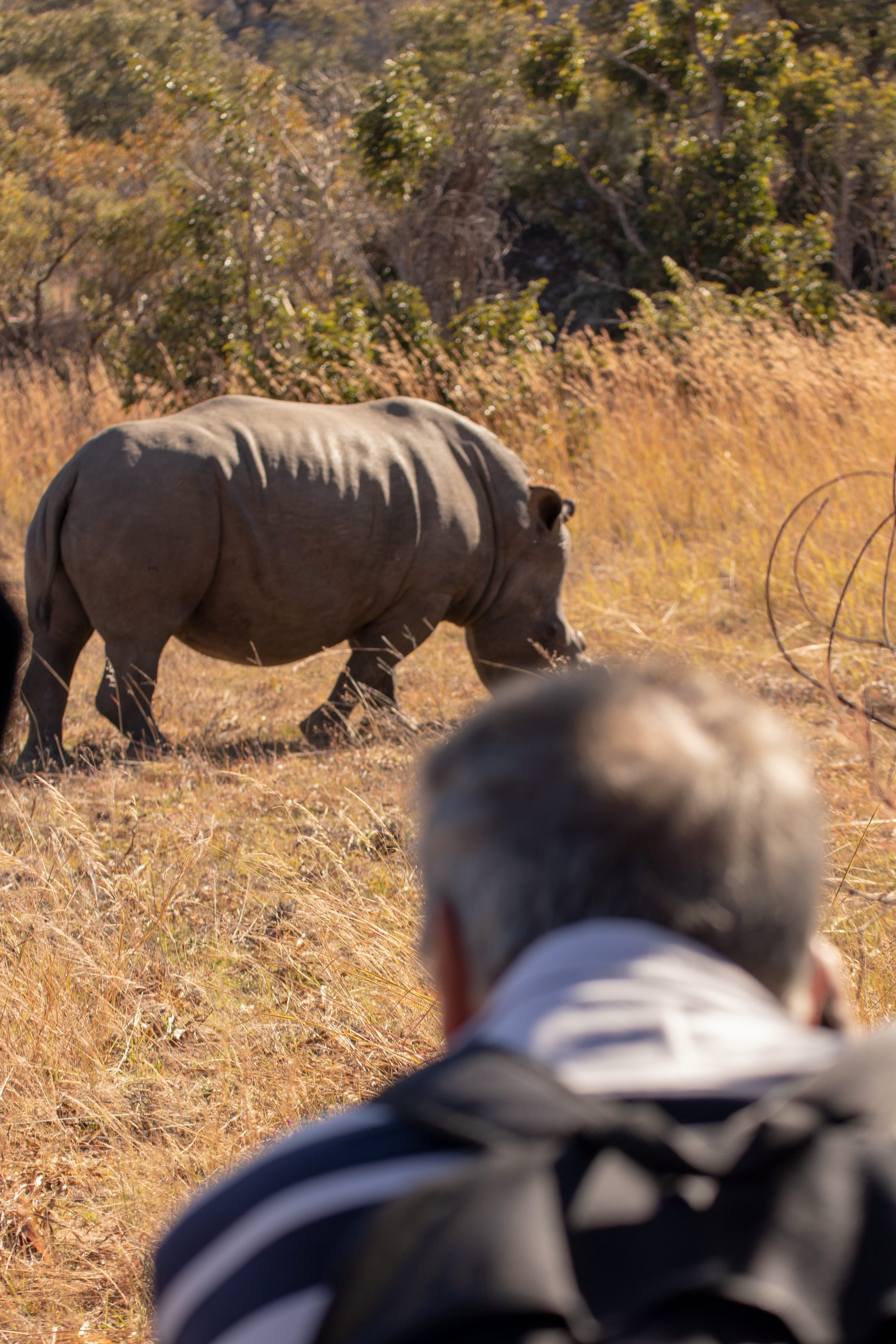 Matobo Hills — Tracking white rhino on foot, with a ranger.