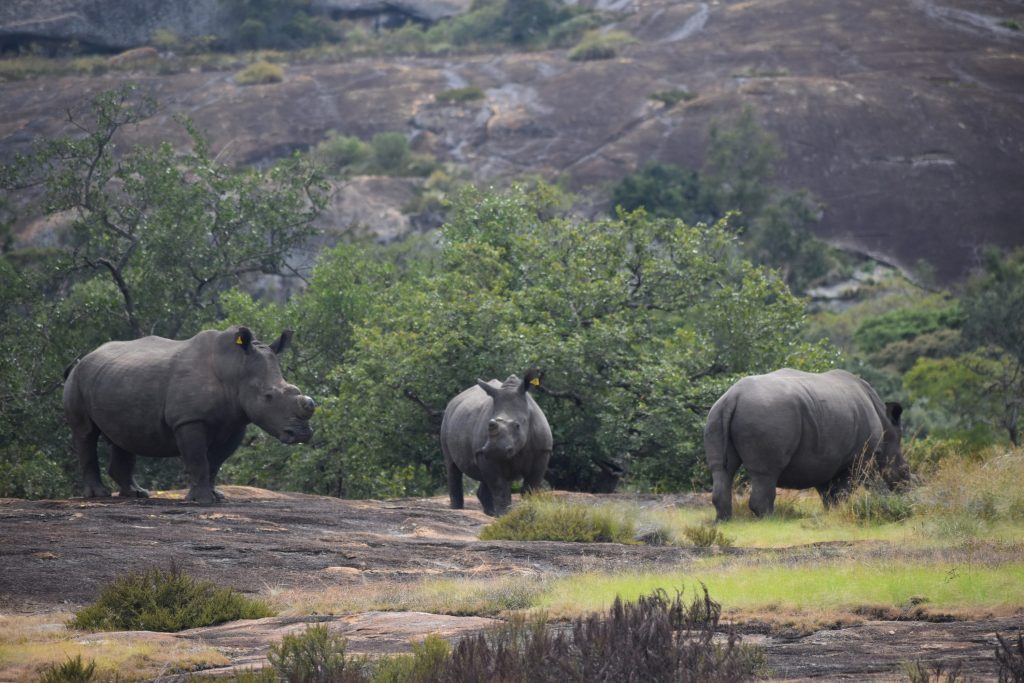Three white rhinos on the granite, tracked on foot in the Matobo Hills