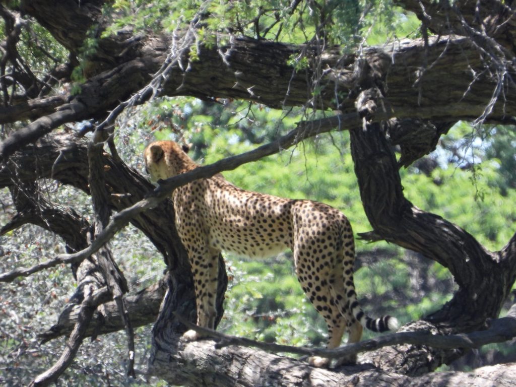 The Photographer's Safari