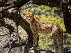 Hwange Full-Day Safari