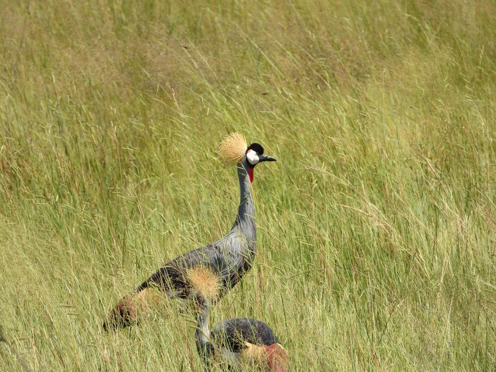 Feathers & Footprints: A Birding Safari