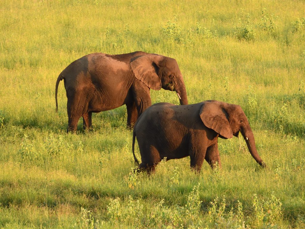 Hwange Full-Day Safari
