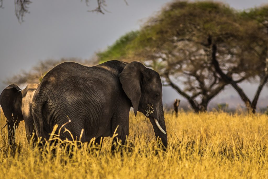 Elephant family beneath the acacias