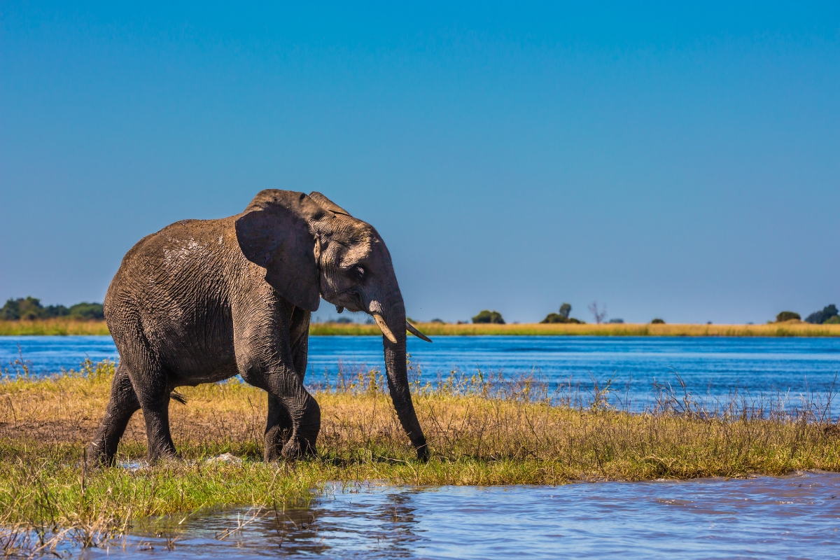 Okavango Delta — Elephant moving through the Delta waters.