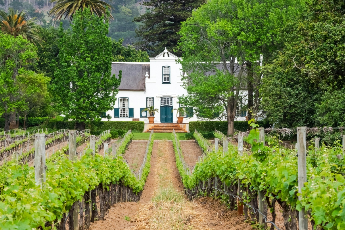 Cape Winelands — Cape Dutch architecture among the vines.