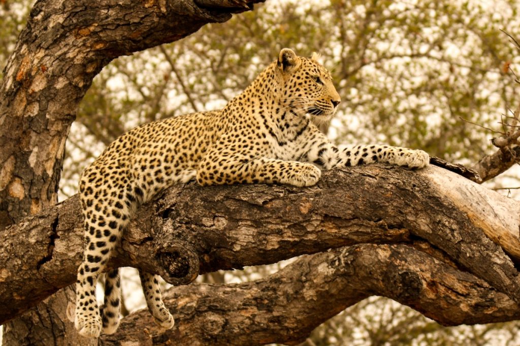 Leopard draped in a tree