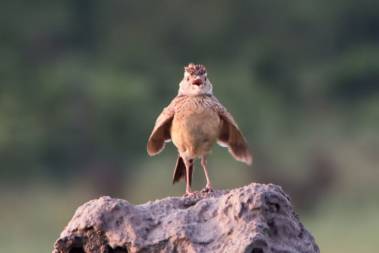 A bird calling from a granite rock in the Matobo Hills