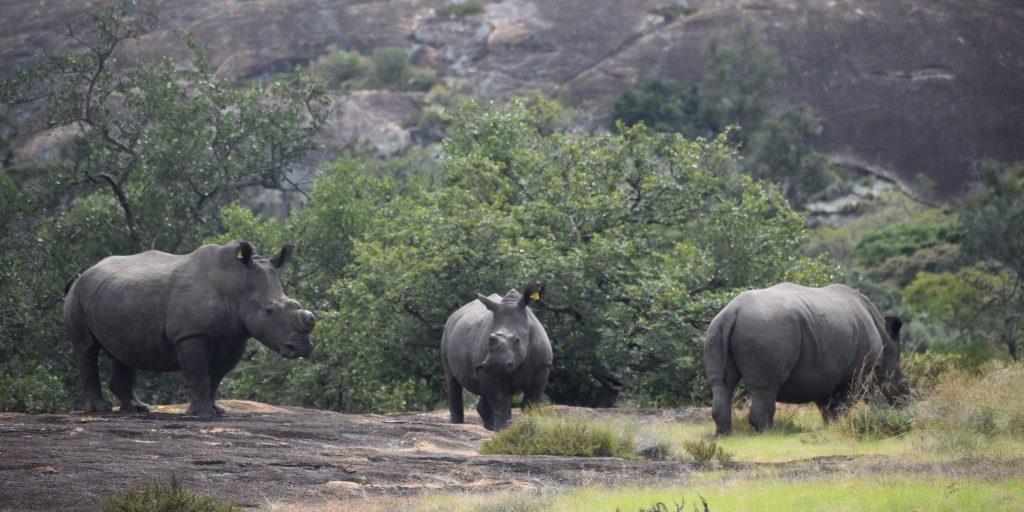 White rhino grazing beneath ancient granite kopjes in Matobo Hills, Zimbabwe — UNESCO World Heritage Site