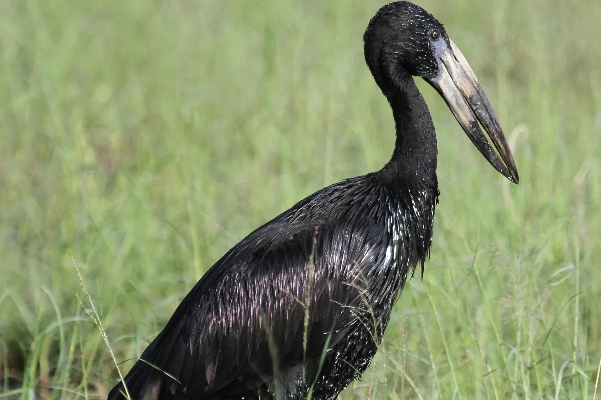 Mana Pools — An openbill working the shallows.