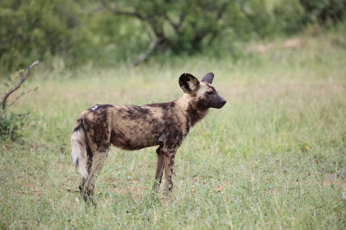 Hwange National Park — Wild dog, one of the great Hwange sightings.