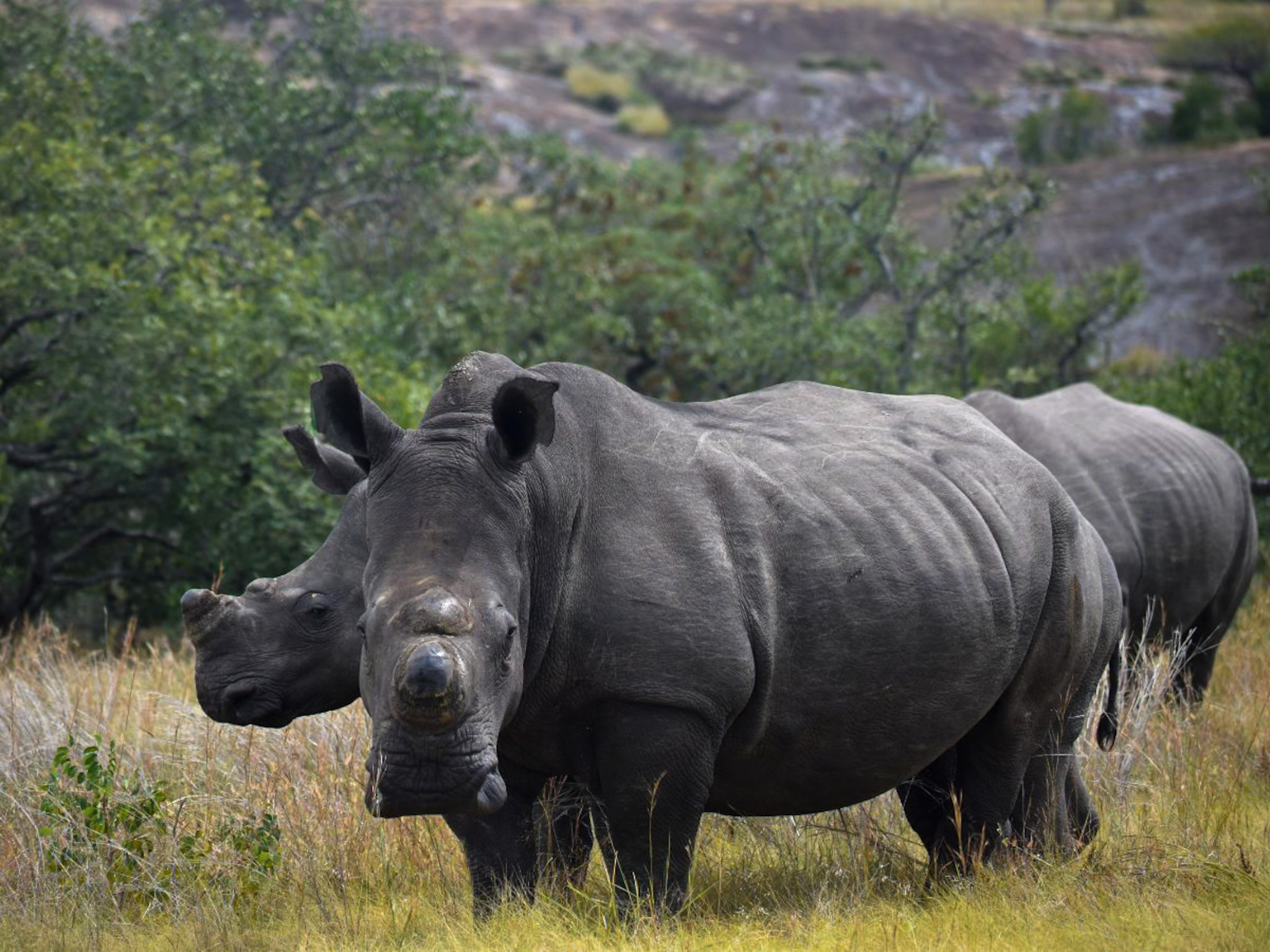Matobo Hills — White rhino beneath the kopjes.