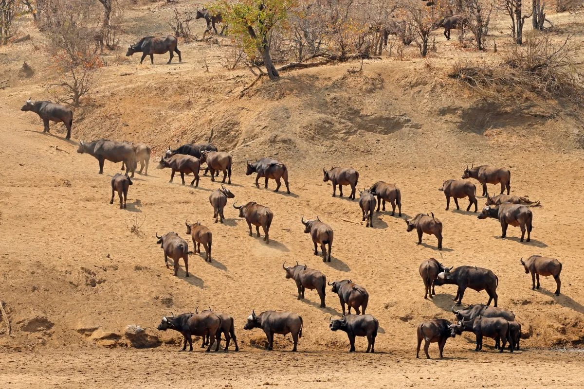 Hwange National Park — A buffalo herd on the riverbank.