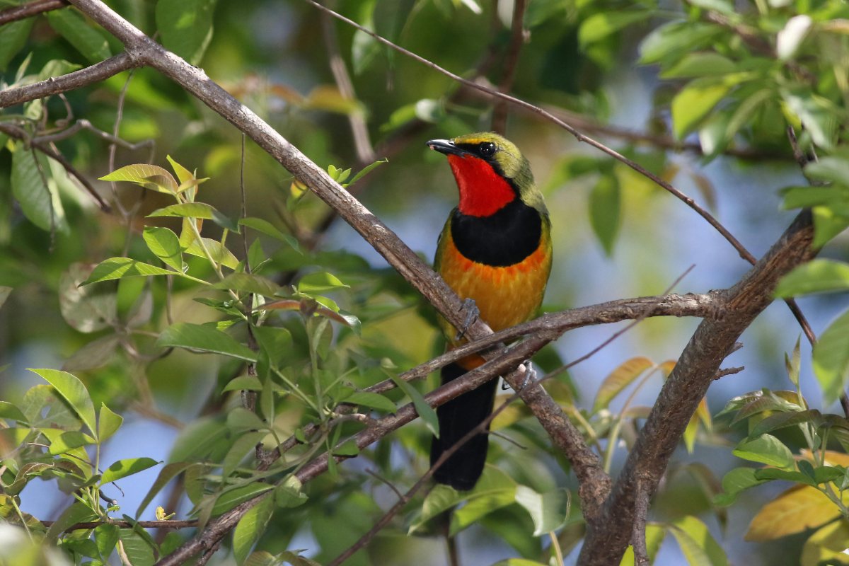 Victoria Falls bush — A colourful bushshrike in the canopy.