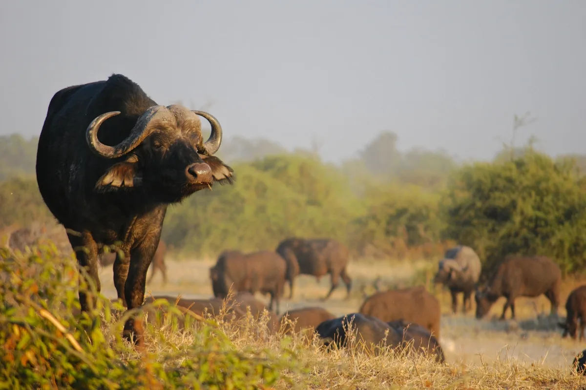 Mana Pools — Buffalo on the floodplain.