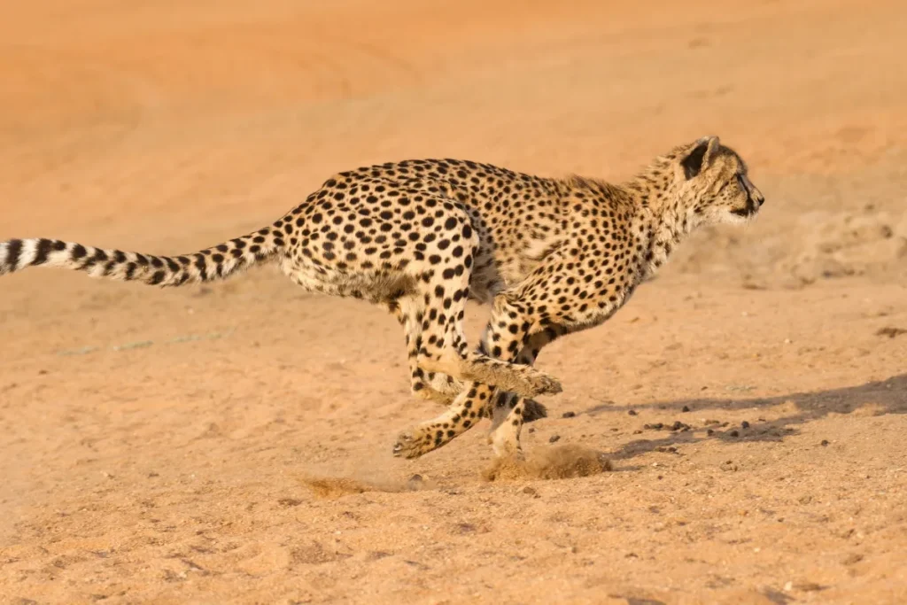 A cheetah running flat out across open sand