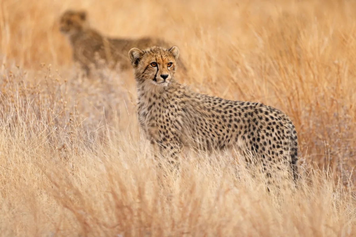 Kruger National Park — Cheetah standing up out of the golden grass.