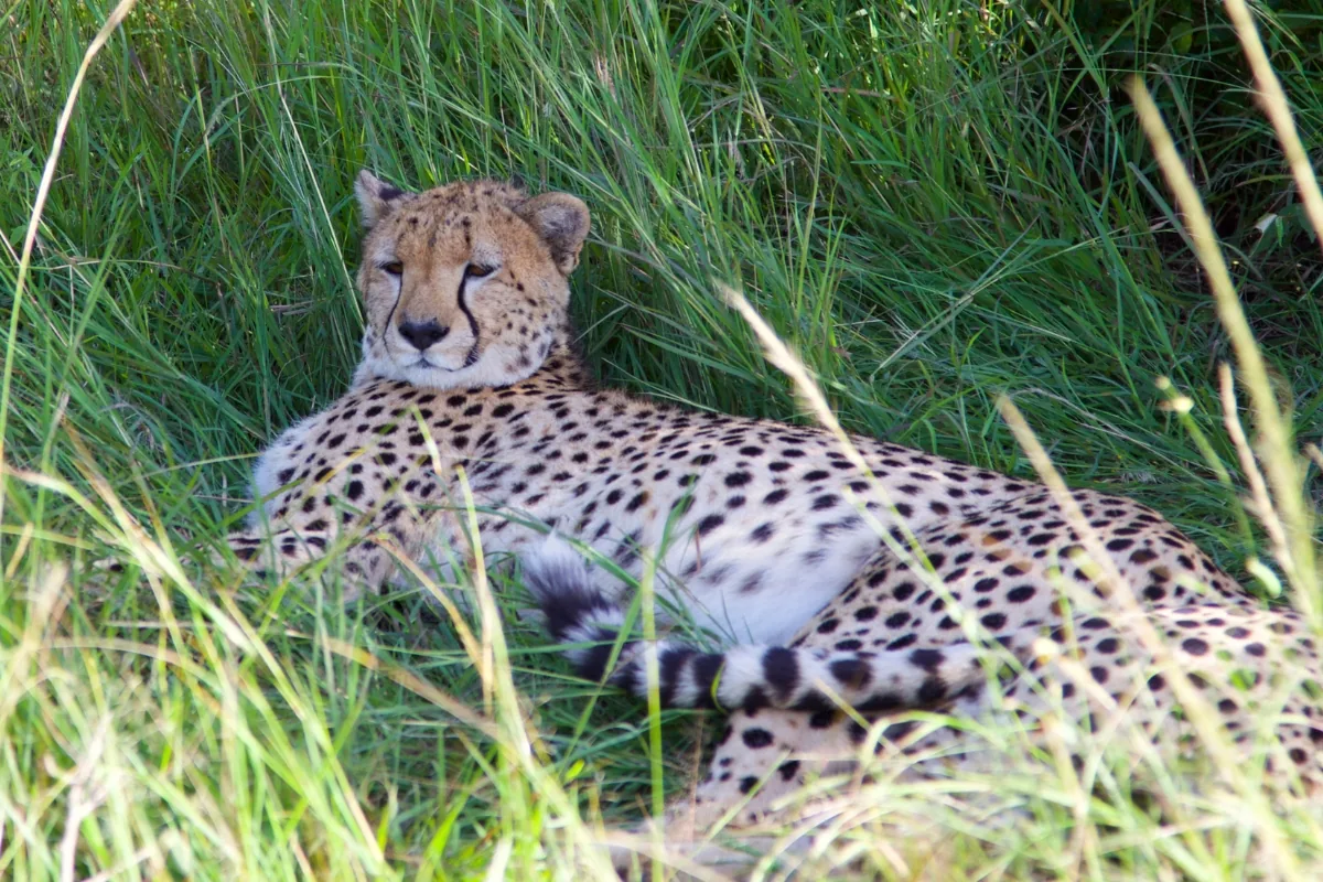 Hwange National Park — Cheetah resting in long grass.