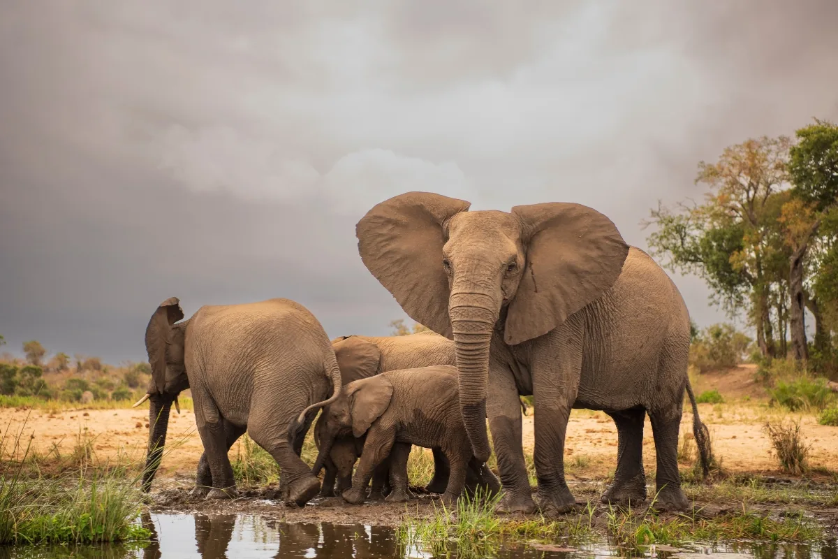 Kruger National Park — An elephant family at the waterhole under storm light.
