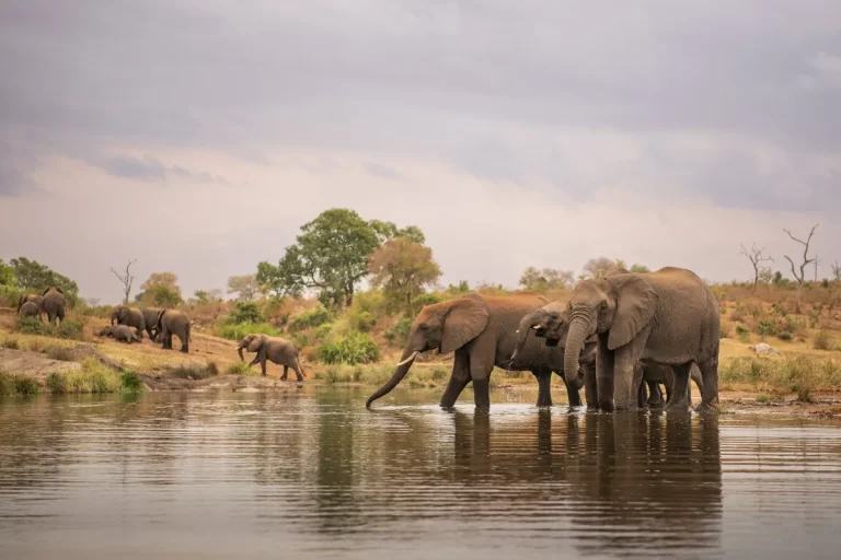 Day 1: Arrive Hwange